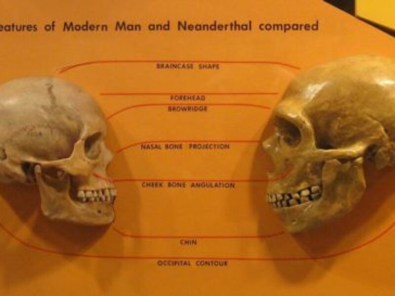 La prova dell’incrocio fra Neanderthal e Sapiens