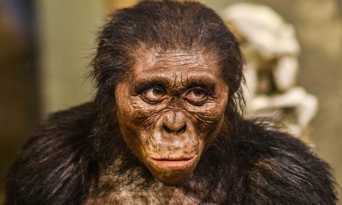L’Australopithecus Lucy, Little foot e altri antenati dell’uomo.