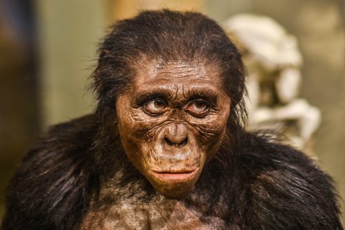 L’Australopithecus Lucy, Little foot e altri antenati dell’uomo.